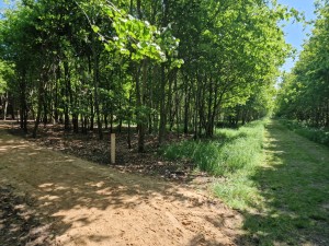 
                            <b>Twee bospaden splitsen zich in dichtbebost groen gebied.</b><br>
                                                        <b>ISO:</b> 50 | <b>Sluitertijd:</b> 1/349 | <b>Diafragma:</b> f/1.8 | <b>Datum:</b> 2025-05-17

                        