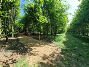 
                            <b>Bospaadje met splitsing, omgeven door hoge bomen en groene bladeren.</b><br>
                                                        <b>ISO:</b> 50 | <b>Sluitertijd:</b> 1/754 | <b>Diafragma:</b> f/2.2 | <b>Datum:</b> 2025-05-17

                        