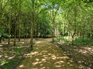
                            <b>Bospaadje omringd door hoge, groene bomen en schaduwen op de grond.</b><br>
                                                        <b>ISO:</b> 50 | <b>Sluitertijd:</b> 1/180 | <b>Diafragma:</b> f/1.8 | <b>Datum:</b> 2025-05-17

                        