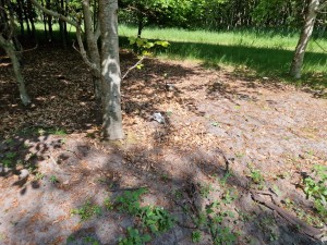 
                            <b>Schedel ligt op de grond tussen bomen en dorre bladeren.</b><br>
                                                        <b>ISO:</b> 50 | <b>Sluitertijd:</b> 1/3831 | <b>Diafragma:</b> f/1.8 | <b>Datum:</b> 2025-05-17

                        