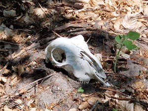 
                            <b>Schedel van een schaap ligt op de grond tussen bladeren en takken.</b><br>
                                                        <b>ISO:</b> 50 | <b>Sluitertijd:</b> 1/1304 | <b>Diafragma:</b> f/2.4 | <b>Datum:</b> 2025-05-17

                        