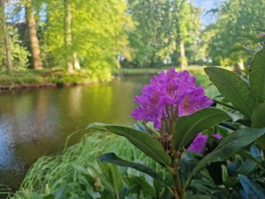 
                            <b>Paarse bloemen bij een kabbelende beek omringd door groene bomen.</b><br>
                                                        <b>ISO:</b> 50 | <b>Sluitertijd:</b> 1/180 | <b>Diafragma:</b> f/1.8 | <b>Datum:</b> 2025-05-05

                        