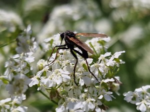 
                            <b>Zwart insect met oranje vleugels op witte bloemen.</b><br>
                                                        <b>ISO:</b> 50 | <b>Sluitertijd:</b> 1/2237 | <b>Diafragma:</b> f/1.8 | <b>Datum:</b> 2025-05-18

                        