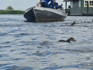 
                            <b>Eenden zwemmen in het water, gevolgd door een passerende boot op de achtergrond.</b><br>
                                                        <b>ISO:</b> 50 | <b>Sluitertijd:</b> 1/308 | <b>Diafragma:</b> f/3.5 | <b>Datum:</b> 2023-05-20

                        