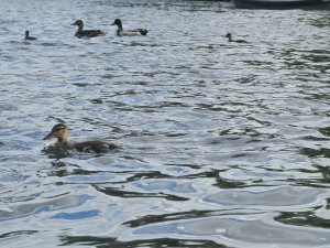 
                            <b>Eendekuiken zwemt met groep volwassen eenden op het water.</b><br>
                                                        <b>ISO:</b> 50 | <b>Sluitertijd:</b> 1/229 | <b>Diafragma:</b> f/3.5 | <b>Datum:</b> 2023-05-20

                        