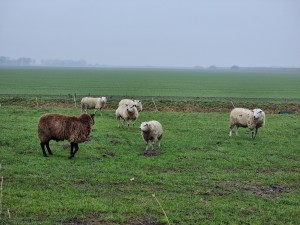 
                            <b>Schapen staan in een groene wei, één schaap heeft een bruine vacht.</b><br>
                                                        <b>ISO:</b> 50 | <b>Sluitertijd:</b> 1/237 | <b>Diafragma:</b> f/2.4 | <b>Datum:</b> 2024-01-13

                        
