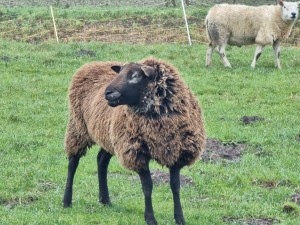 
                            <b>Bruin zwart schaap met dikke vacht, andere schapen op achtergrond.</b><br>
                                                        <b>ISO:</b> 250 | <b>Sluitertijd:</b> 1/50 | <b>Diafragma:</b> f/4.9 | <b>Datum:</b> 2024-01-13

                        