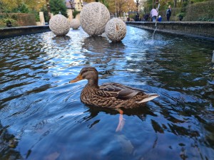 
                            <b>Eend zwemt in vijver van de Efteling met grote decoratieve bollen op de achtergrond.</b><br>
                                                        <b>ISO:</b> 50 | <b>Sluitertijd:</b> 1/100 | <b>Diafragma:</b> f/1.8 | <b>Datum:</b> 2023-11-15

                        