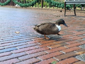 
                            <b>Eend wandelt over natte bakstenen stoep bij bankje, bij de Efteling.</b><br>
                                                        <b>ISO:</b> 64 | <b>Sluitertijd:</b> 1/100 | <b>Diafragma:</b> f/1.8 | <b>Datum:</b> 2023-11-15

                        