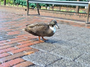 
                            <b>Eend loopt op straat met parkbank en bakstenen ondergrond, bij de Efteling.</b><br>
                                                        <b>ISO:</b> 100 | <b>Sluitertijd:</b> 1/100 | <b>Diafragma:</b> f/1.8 | <b>Datum:</b> 2023-11-15

                        