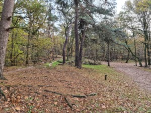 
                            <b>Bos met wandelpad en omgevallen boomstam tussen hoge bomen.</b><br>
                                                        <b>ISO:</b> 80 | <b>Sluitertijd:</b> 1/100 | <b>Diafragma:</b> f/1.8 | <b>Datum:</b> 2023-11-14

                        