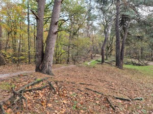 
                            <b>Bosrijk pad omringd door bomen en gevallen bladeren op de grond.</b><br>
                                                        <b>ISO:</b> 100 | <b>Sluitertijd:</b> 1/100 | <b>Diafragma:</b> f/1.8 | <b>Datum:</b> 2023-11-14

                        