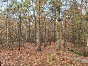 
                            <b>Bos met wandelpad omgeven door herfstbladeren en bomen.</b><br>
                                                        <b>ISO:</b> 100 | <b>Sluitertijd:</b> 1/100 | <b>Diafragma:</b> f/1.8 | <b>Datum:</b> 2023-11-14

                        