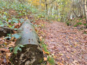 
                            <b>Bospad bedekt met herfstbladeren, boomstam langs de kant.</b><br>
                                                        <b>ISO:</b> 125 | <b>Sluitertijd:</b> 1/100 | <b>Diafragma:</b> f/1.8 | <b>Datum:</b> 2023-11-14

                        