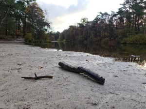 
                            <b>Twee takken op zand aan de rand van de Kaatsheuvelse IJsbaan.</b><br>
                                                        <b>ISO:</b> 50 | <b>Sluitertijd:</b> 1/189 | <b>Diafragma:</b> f/1.8 | <b>Datum:</b> 2023-11-15

                        