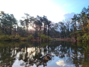 
                            <b>De Kaatsheuvelse IJsbaan omringd door bomen, met zonlicht tussen bladeren.</b><br>
                                                        <b>ISO:</b> 50 | <b>Sluitertijd:</b> 1/159 | <b>Diafragma:</b> f/1.8 | <b>Datum:</b> 2023-11-15

                        
