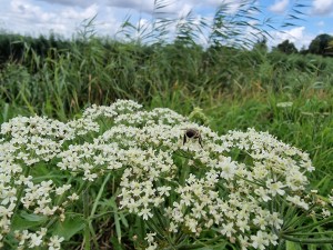 
                            <b>Bij zit op witte bloemen; groene bladeren eromheen.</b><br>
                                                        <b>ISO:</b> 50 | <b>Sluitertijd:</b> 1/1668 | <b>Diafragma:</b> f/2.2 | <b>Datum:</b> 2024-08-04

                        