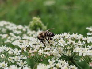 
                            <b>Bij op witte bloemen verzamelt nectar en bestuift de bloemen.</b><br>
                                                        <b>ISO:</b> 50 | <b>Sluitertijd:</b> 1/812 | <b>Diafragma:</b> f/1.8 | <b>Datum:</b> 2024-08-04

                        