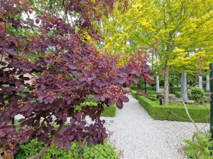 
                            <b>Paarse bladeren met sierlijke struiken in een tuinpad-setting.</b><br>
                                                        <b>ISO:</b> 64 | <b>Sluitertijd:</b> 1/120 | <b>Diafragma:</b> f/2.2 | <b>Datum:</b> 2025-05-24

                        