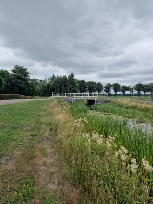 
                            <b>Witte brug over smalle sloot, omringd door groen gras en bomen.</b><br>
                                                        <b>ISO:</b> 50 | <b>Sluitertijd:</b> 1/8065 | <b>Diafragma:</b> f/1.8 | <b>Datum:</b> 2025-07-05

                        