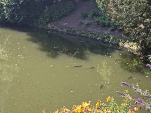 
                            <b>Vijver met verschillende vissen zichtbaar vanuit bovenaanzicht.</b><br>
                                                        <b>ISO:</b> 50 | <b>Sluitertijd:</b> 1/645 | <b>Diafragma:</b> f/2.4 | <b>Datum:</b> 2025-07-02

                        