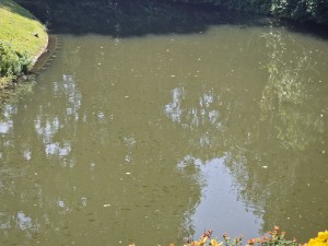 
                            <b>Veel vissen zwemmen dicht bij elkaar in een vijver.</b><br>
                                                        <b>ISO:</b> 50 | <b>Sluitertijd:</b> 1/1011 | <b>Diafragma:</b> f/2.4 | <b>Datum:</b> 2025-07-02

                        
