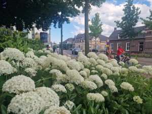 
                            <b>Grote witte hortensia's in volle bloei vullen de voorgrond.</b><br>
                                                        <b>ISO:</b> 50 | <b>Sluitertijd:</b> 1/490 | <b>Diafragma:</b> f/1.8 | <b>Datum:</b> 2025-06-29

                        