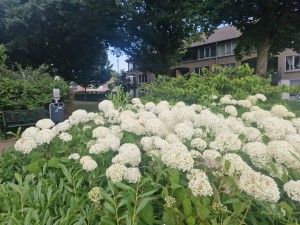 
                            <b>Witte bloemen in volle bloei naast woonhuizen en Johannes De Doperkerk.</b><br>
                                                        <b>ISO:</b> 50 | <b>Sluitertijd:</b> 1/267 | <b>Diafragma:</b> f/1.8 | <b>Datum:</b> 2025-06-29

                        
