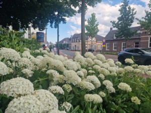 
                            <b>Witte bloemen op de voorgrond met een straat en huizen op achtergrond.</b><br>
                                                        <b>ISO:</b> 50 | <b>Sluitertijd:</b> 1/490 | <b>Diafragma:</b> f/1.8 | <b>Datum:</b> 2025-06-29

                        