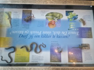 
                            <b>Informatiebord met tekst, afbeeldingen van reptielen en tekst over kikkers.</b><br>
                                                        <b>ISO:</b> 50 | <b>Sluitertijd:</b> 1/100 | <b>Diafragma:</b> f/1.8 | <b>Datum:</b> 2025-06-25

                        