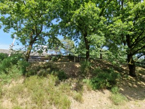 
                            <b>Boomrijke heuvel met hek en trap naar boven.</b><br>
                                                        <b>ISO:</b> 50 | <b>Sluitertijd:</b> 1/634 | <b>Diafragma:</b> f/2.2 | <b>Datum:</b> 2025-06-25

                        