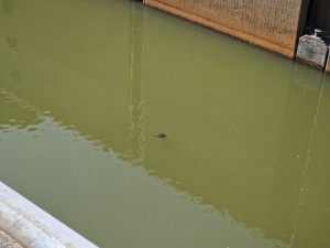 
                            <b>Een eend alleen drijvend op rustig, groenig water nabij een sluisdeur.</b><br>
                                                        <b>ISO:</b> 50 | <b>Sluitertijd:</b> 1/1160 | <b>Diafragma:</b> f/2.4 | <b>Datum:</b> 2025-06-25

                        