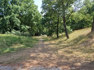 
                            <b>Bosachtig pad omgeven door groene bomen en gras.</b><br>
                                                        <b>ISO:</b> 50 | <b>Sluitertijd:</b> 1/296 | <b>Diafragma:</b> f/1.8 | <b>Datum:</b> 2025-06-25

                        