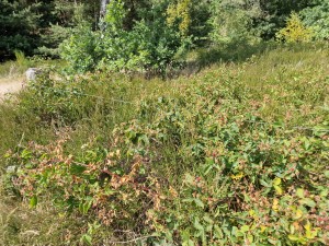 
                            <b>Dichtbegroeid struikgewas met groene en enkele verkleurde bladeren.</b><br>
                                                        <b>ISO:</b> 50 | <b>Sluitertijd:</b> 1/578 | <b>Diafragma:</b> f/1.8 | <b>Datum:</b> 2025-06-25

                        