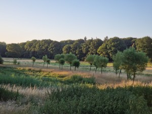 
                            <b>Boomgaard met jonge bomen en een bos op de achtergrond.</b><br>
                                                        <b>ISO:</b> 50 | <b>Sluitertijd:</b> 1/723 | <b>Diafragma:</b> f/2.4 | <b>Datum:</b> 2025-06-30

                        
