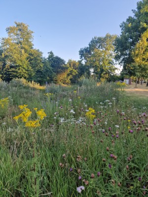 
                            <b>Veld vol kleurrijke wilde bloemen en groene planten.</b><br>
                                                        <b>ISO:</b> 50 | <b>Sluitertijd:</b> 1111111/200000000 | <b>Diafragma:</b> f/1.8 | <b>Datum:</b> 2025-06-30

                        