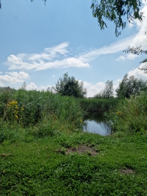 
                            <b>Natuurlijke vijver omgeven door gras en riet, onder een blauwe lucht.</b><br>
                                                        <b>ISO:</b> 50 | <b>Sluitertijd:</b> 1/2268 | <b>Diafragma:</b> f/1.8 | <b>Datum:</b> 2025-07-20

                        