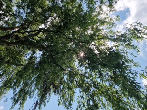 
                            <b>Zonnestralen door weelderige groene boomtakken heen.</b><br>
                                                        <b>ISO:</b> 50 | <b>Sluitertijd:</b> 1/1629 | <b>Diafragma:</b> f/1.8 | <b>Datum:</b> 2025-07-20

                        