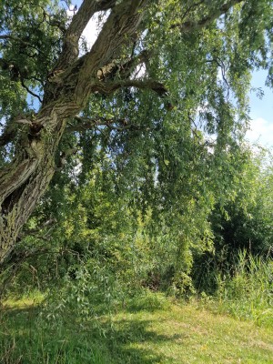 
                            <b>Grote oude boom met groene bladeren en ruwe stam.</b><br>
                                                        <b>ISO:</b> 50 | <b>Sluitertijd:</b> 1/508 | <b>Diafragma:</b> f/1.8 | <b>Datum:</b> 2025-07-20

                        