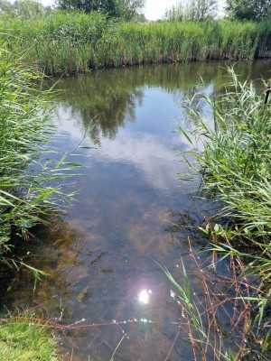 
                            <b>Heldere sloot omgeven door riet, met reflectie van de zon in water.</b><br>
                                                        <b>ISO:</b> 50 | <b>Sluitertijd:</b> 1/612 | <b>Diafragma:</b> f/1.8 | <b>Datum:</b> 2025-07-20

                        