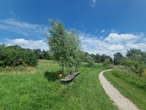 
                            <b>Boomrij langs wandelenpad met bankje in groene natuur.</b><br>
                                                        <b>ISO:</b> 50 | <b>Sluitertijd:</b> 1/3300 | <b>Diafragma:</b> f/2.2 | <b>Datum:</b> 2025-07-20

                        
