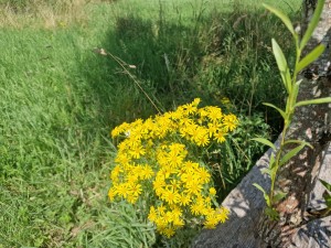
                            <b>Felgele bloemen in bloei naast een houten plank in het gras.</b><br>
                                                        <b>ISO:</b> 50 | <b>Sluitertijd:</b> 1/1263 | <b>Diafragma:</b> f/1.8 | <b>Datum:</b> 2025-07-20

                        
