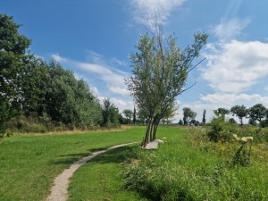 
                            <b>Een kronkelend pad door een groene weide met verspreide bomen.</b><br>
                                                        <b>ISO:</b> 50 | <b>Sluitertijd:</b> 1/2381 | <b>Diafragma:</b> f/1.8 | <b>Datum:</b> 2025-07-20

                        