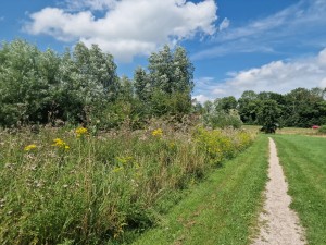 
                            <b>Een smal pad langs kleurrijke veldbloemen en groene bomen in de natuur.</b><br>
                                                        <b>ISO:</b> 50 | <b>Sluitertijd:</b> 1/1748 | <b>Diafragma:</b> f/1.8 | <b>Datum:</b> 2025-07-20

                        