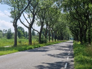 
                            <b>Rechte weg omringd door bomenrij aan beide zijden.</b><br>
                                                        <b>ISO:</b> 50 | <b>Sluitertijd:</b> 1/2717 | <b>Diafragma:</b> f/2.4 | <b>Datum:</b> 2025-07-20

                        