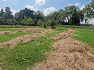 
                            <b>Hoopjes hooi liggen verspreid over een grasveld met bomen.</b><br>
                                                        <b>ISO:</b> 50 | <b>Sluitertijd:</b> 1/15152 | <b>Diafragma:</b> f/1.8 | <b>Datum:</b> 2025-07-20

                        