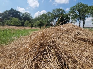 
                            <b>Hoop droog gras op een grasveld met bomen op de achtergrond.</b><br>
                                                        <b>ISO:</b> 50 | <b>Sluitertijd:</b> 1/14925 | <b>Diafragma:</b> f/1.8 | <b>Datum:</b> 2025-07-20

                        