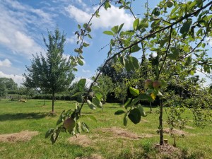 
                            <b>Tak met appels groeit in boomgaard, omringd door groene bomen.</b><br>
                                                        <b>ISO:</b> 50 | <b>Sluitertijd:</b> 1/14493 | <b>Diafragma:</b> f/1.8 | <b>Datum:</b> 2025-07-20

                        