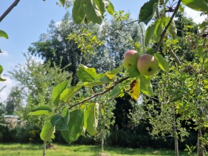 
                            <b>Twee rijpe appels hangen aan een boomtak tussen groene bladeren.</b><br>
                                                        <b>ISO:</b> 50 | <b>Sluitertijd:</b> 1/1733 | <b>Diafragma:</b> f/2.4 | <b>Datum:</b> 2025-07-20

                        