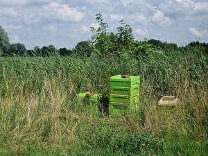 
                            <b>Groene bijenkasten tussen hoog gras op een weelderige locatie.</b><br>
                                                        <b>ISO:</b> 50 | <b>Sluitertijd:</b> 1/4082 | <b>Diafragma:</b> f/2.4 | <b>Datum:</b> 2025-07-20

                        
